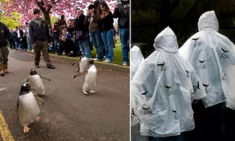 Scottish Attractions Blame Weather Apps for Costly Visitor Slumps