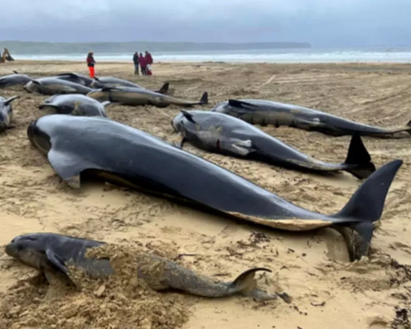 Scottish Whale Stranding Tragedy: Pod Loyalty During Difficult Birth Blamed