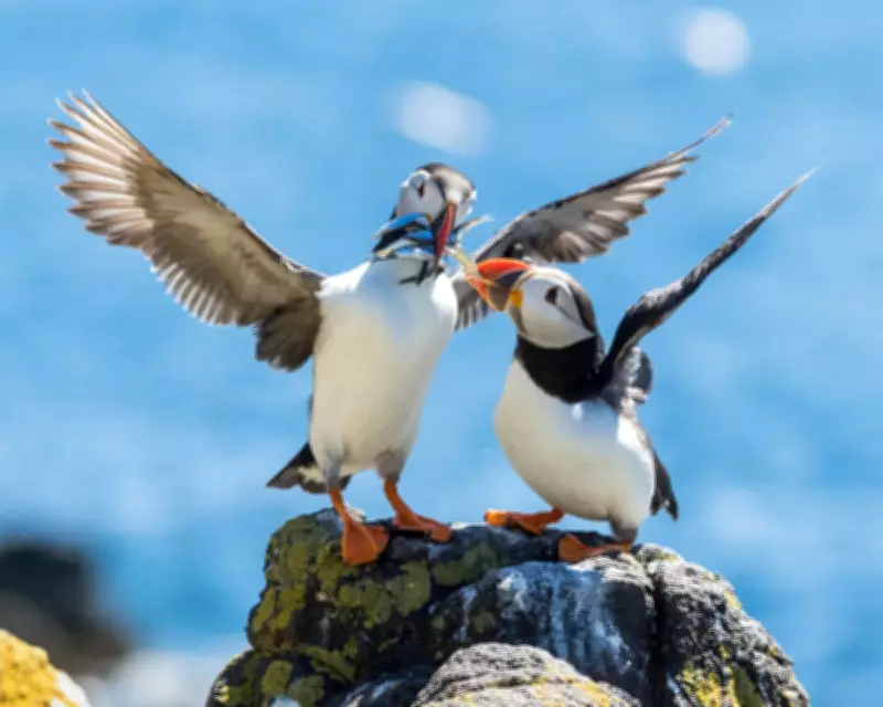 Seabird 'Wreck' Crisis: Thousands of Puffins and Guillemots Dead on European Coasts