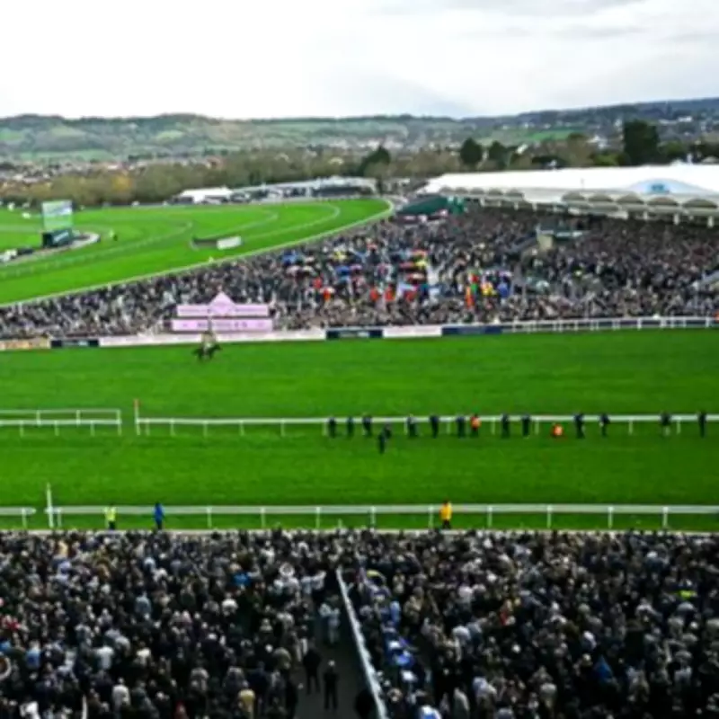 Second Horse Dies at Cheltenham Festival on Gold Cup Day, Saint Le Fort Euthanised