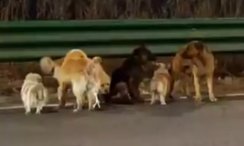 Seven Dogs Escape Chinese Meat Factory, Navigate 10-Mile Journey Home