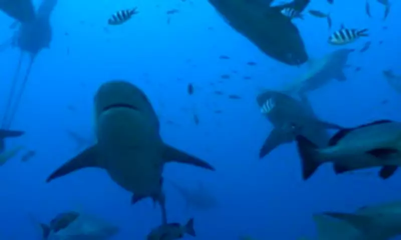Sharks Form Complex Friendships, Challenging 'Lone Predator' Stereotypes