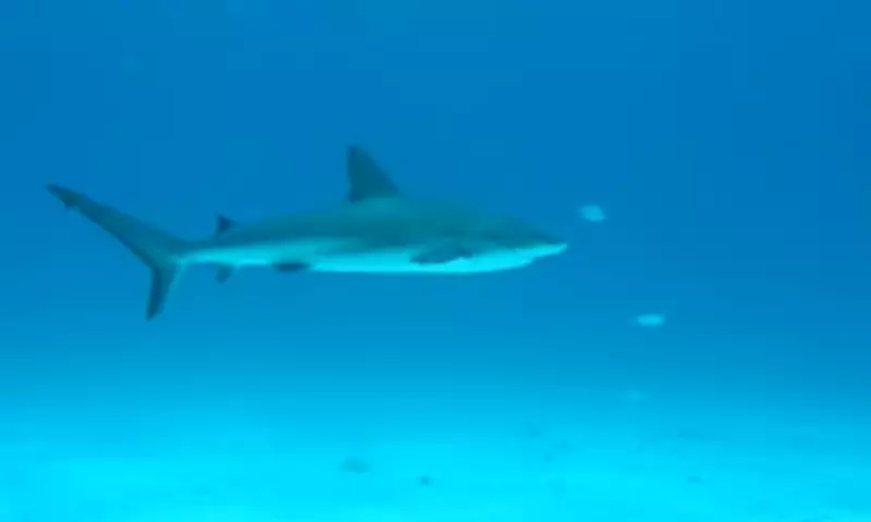 Sharks in Bahamas Test Positive for Cocaine and Pharmaceuticals in Groundbreaking Study