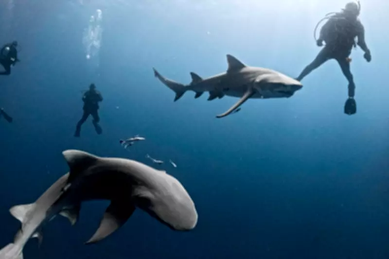 Sharks in Caribbean Test Positive for Cocaine and Pharmaceuticals in Pollution Study