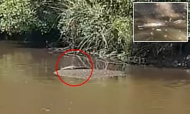 Shocked Bunnings Shopper Spots Crocodile Far From Natural Habitat