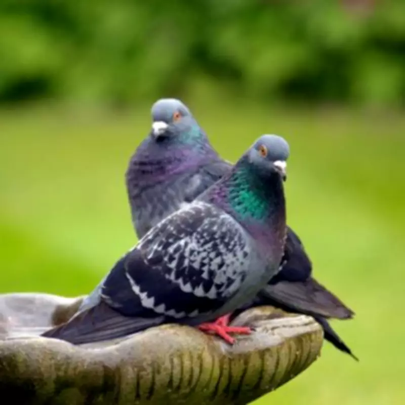 Simple Garden Hack: Stop Feeding Pigeons This One Thing to Protect Your Plants
