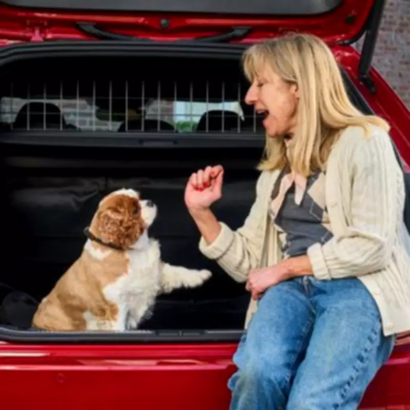 Six Expert Steps to Train Your Dog for Stress-Free Car Journeys