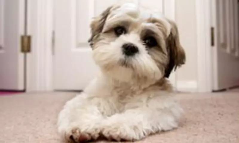 Sixty-Seven Dog Breeds Face UK Ban Under New Parliamentary Health Guidelines