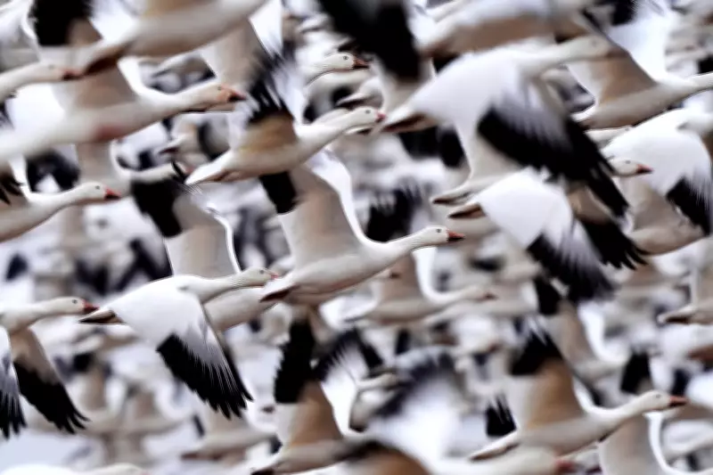Snow Geese Spectacle: Thousands Migrate in Pennsylvania's Sunrise Display