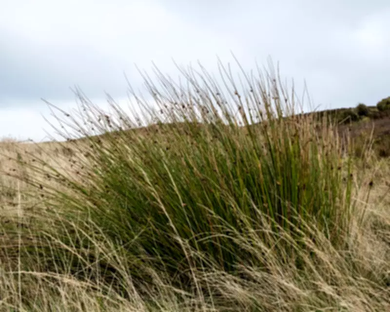 Soft-Rush Pith: The Forgotten Firestarter That Lit Winter Nights