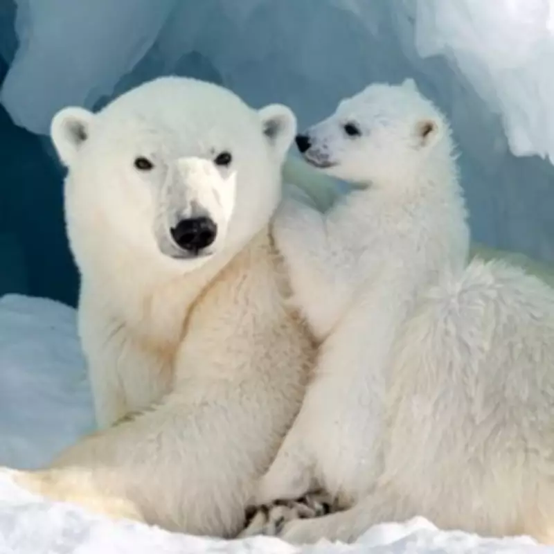 Sony World Photography Awards 2026 Finalists Unveiled: From Polar Bears to UFO Clouds