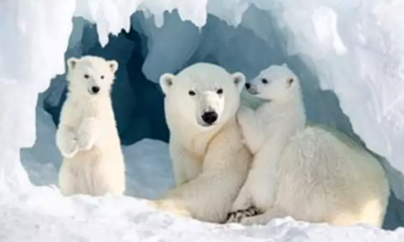 Sony World Photography Awards Unveils 2024 Finalists and Shortlist