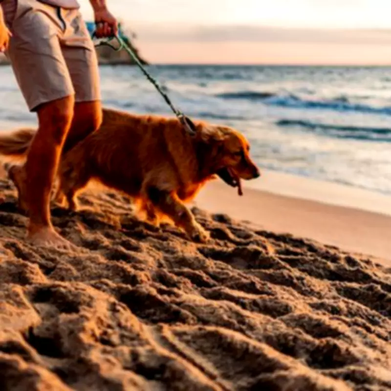 South West Coast Path Crowned UK's Most Picturesque Dog Walk in New Study