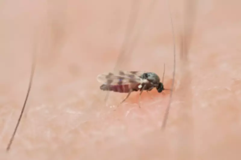Southern California Faces Invasion of Painful 'Eye-Biting' Black Flies