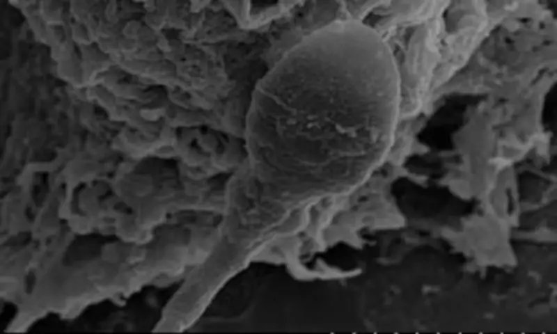 Space Reproduction Faces Gravity Challenge as Sperm Lose Navigation in Zero-G