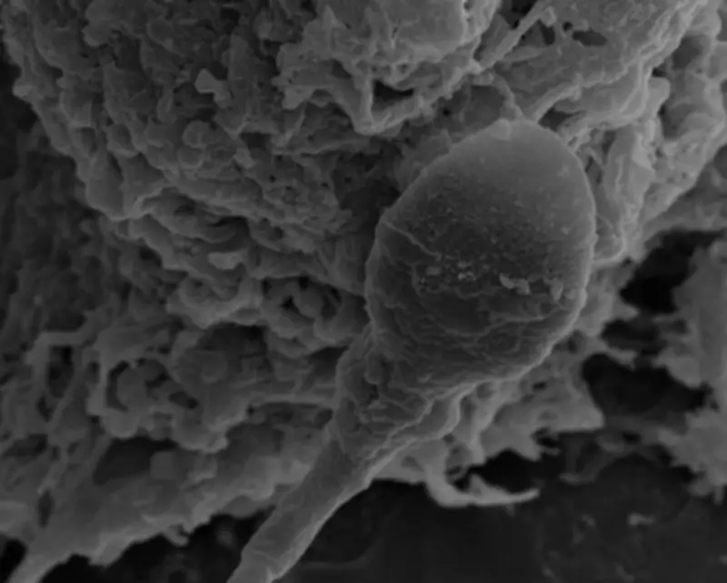 Space Sperm Study: Microgravity Impairs Navigation, Threatens Future Space Colonisation