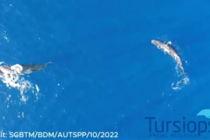 Sperm Whales Headbutt Each Other, Confirming 19th-Century Whaler Theories