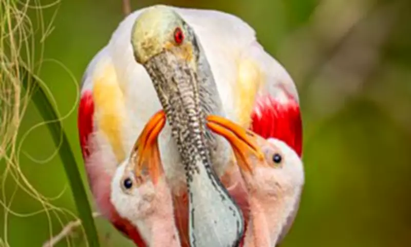 Spoonbill Mother's Alligator-Guarded Nest Captured in Florida Wetlands