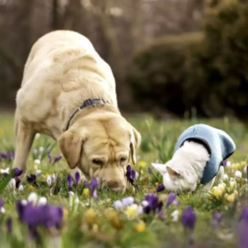 Spring Alert: Common Blooming Plant Highly Toxic to Dogs and Cats