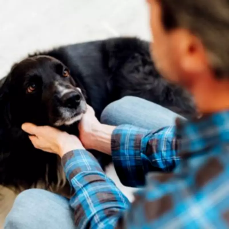 Spring's Hidden Dangers for Dogs: Five Fatal Hazards Owners Must Know