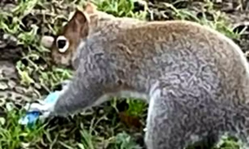 Squirrels Mistake Vapes for Food, Sparking Wildlife Health Crisis
