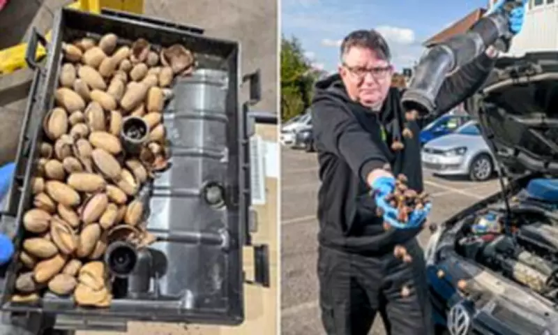 Squirrels Stash Hundreds of Acorns in Car Engines, Causing Power Loss