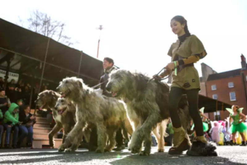 St Patrick's Day Celebrations Sweep Ireland with Parades and Festivities