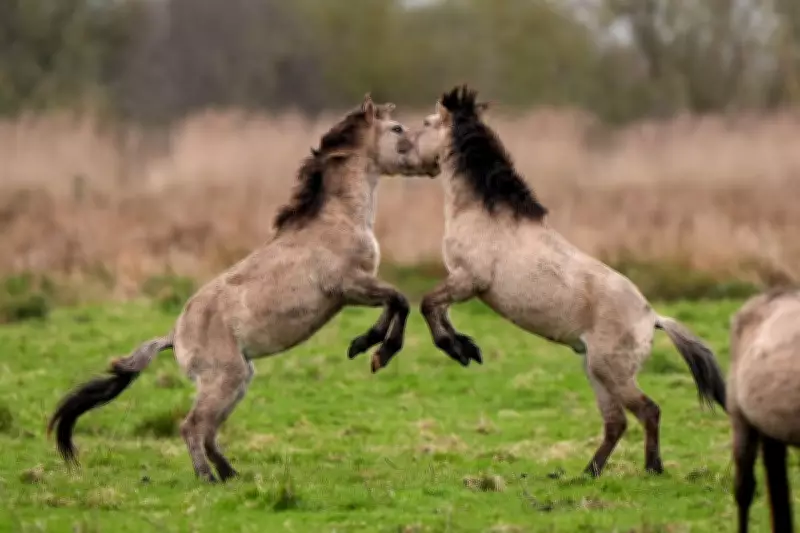 Stallions Spar in Natural Display at Cambridgeshire Nature Reserve