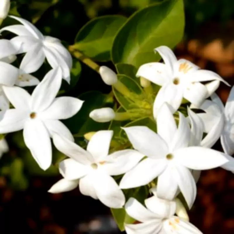 Star Jasmine: The Evergreen Climber for a Fragrant Summer Garden