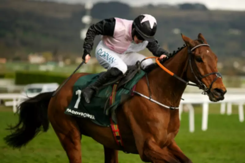Stayers Hurdle Betting Guide: Odds, Trends and Tips for Cheltenham Festival