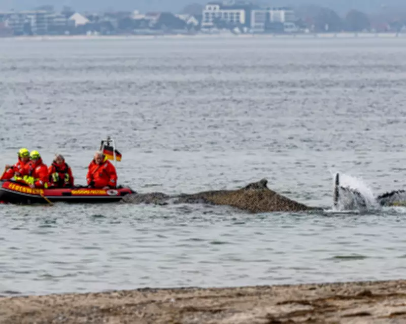 Stranded Baltic Humpback Whale Faces Imminent Death Without Rescue