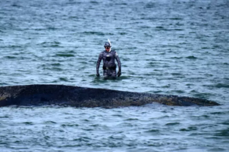 Stranded Baltic Whale Swims Free After Rescue Dig, But Long Journey Remains