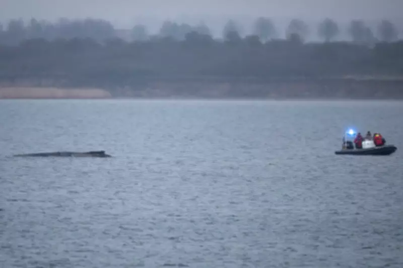Stranded Humpback Whale Freed in Baltic Sea, Faces Long Journey to Safety