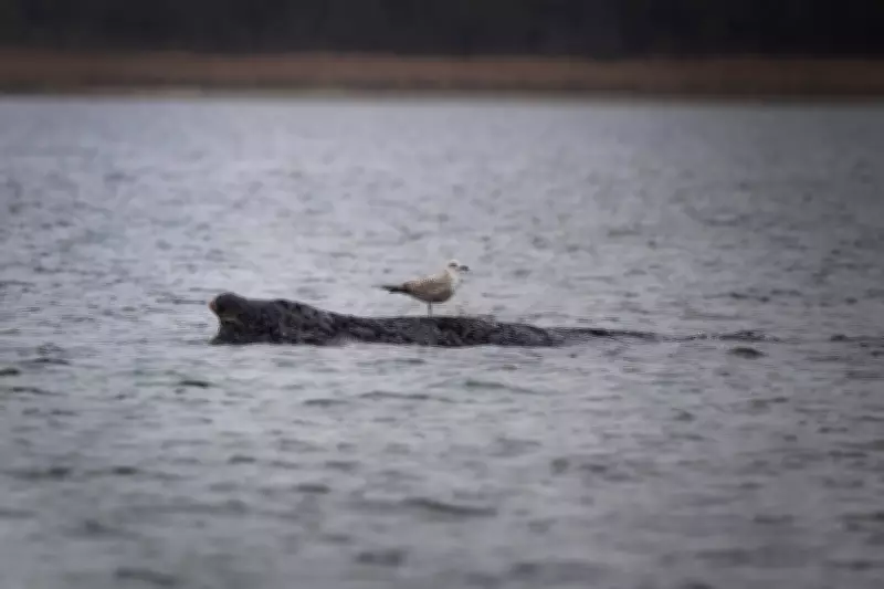 Stranded Humpback Whale Weakens in Baltic Sea as Rescue Hopes Fade