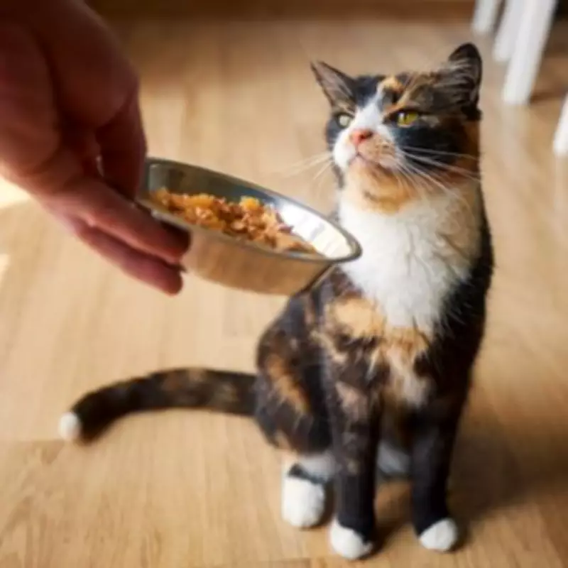 Stray Cat Repays Kindness by Bringing Her Five Kittens to Woman's Doorstep