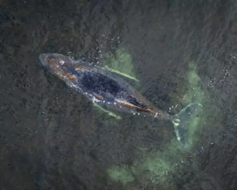 Struggling Humpback Whale 'Timmy' Stranded for Third Time on German Coast