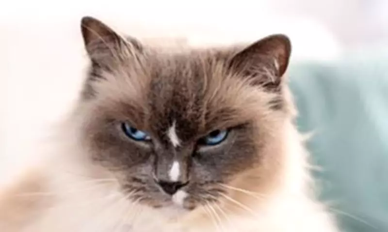 Study Reveals Cats Rarely Help Humans Unlike Dogs and Toddlers