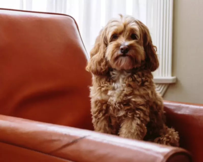 Study Reveals Cockapoos and Cavapoos Show More Behavioural Issues Than Pure Breeds