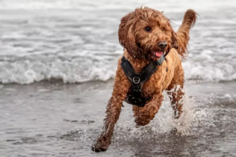 Study Reveals Cockapoos and Cavapoos Show More Behavioural Issues Than Purebreds