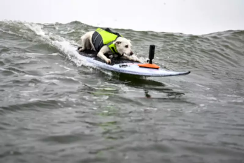 Sugar The Surfing Dog, First Canine in Surfer's Hall of Fame, Dies at 16