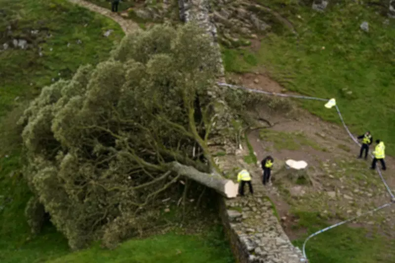 Sycamore Gap Sapling Planted at Eastern End of Hadrian's Wall