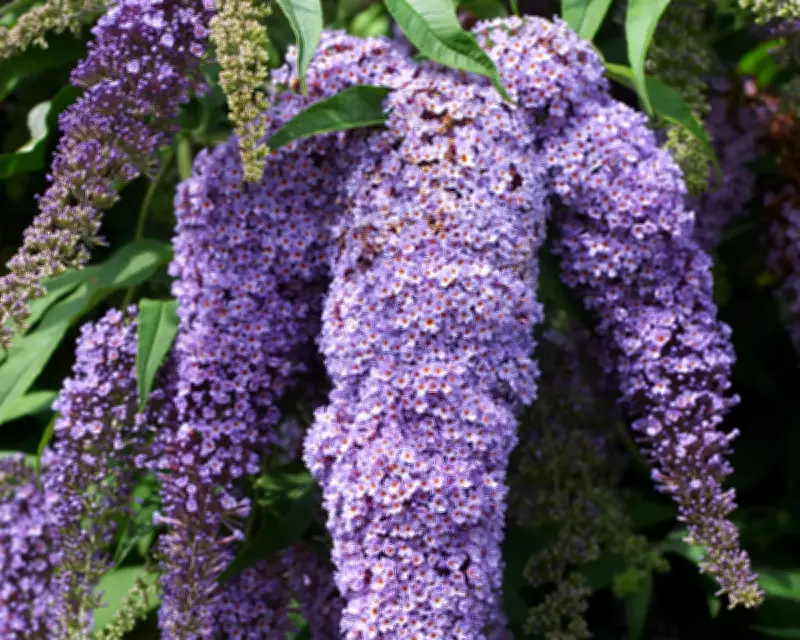 Taming the Butterfly Bush: Prune Buddleja Now for a Neater Garden