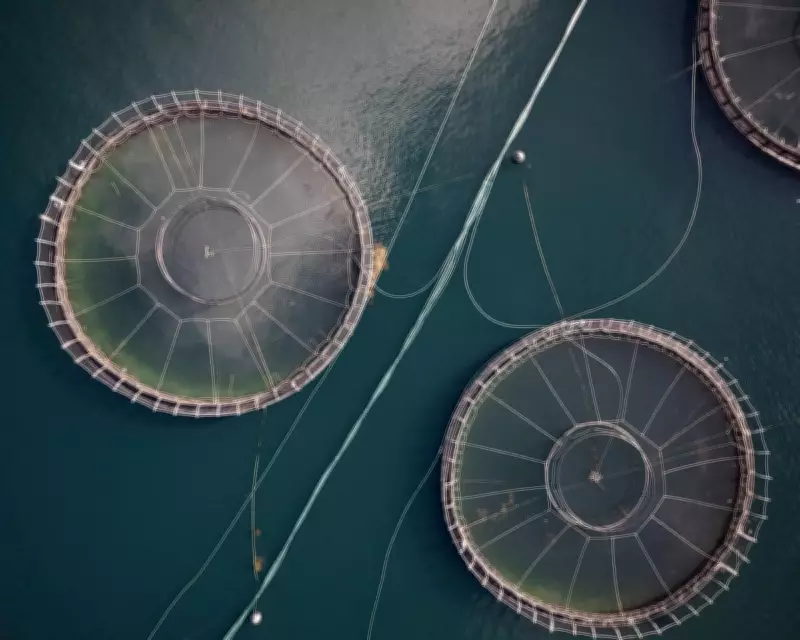 Tasmania Bans Florfenicol Antibiotic in Salmon Farms to Combat Resistance