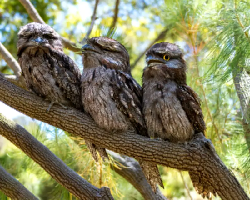 Tawny Frogmouths: The Nocturnal Hunters with Muppet-Like Charm