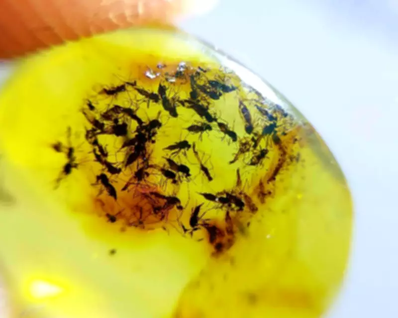 Taxonomists in Crisis: The Struggle to Identify Earth's Species