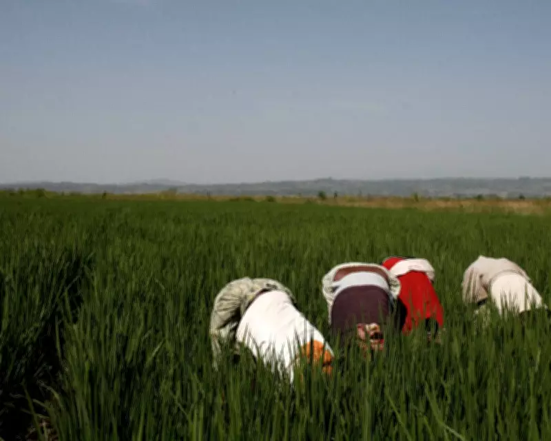 Tech Giants Accused of 'Playing with Global Food System' Using AI