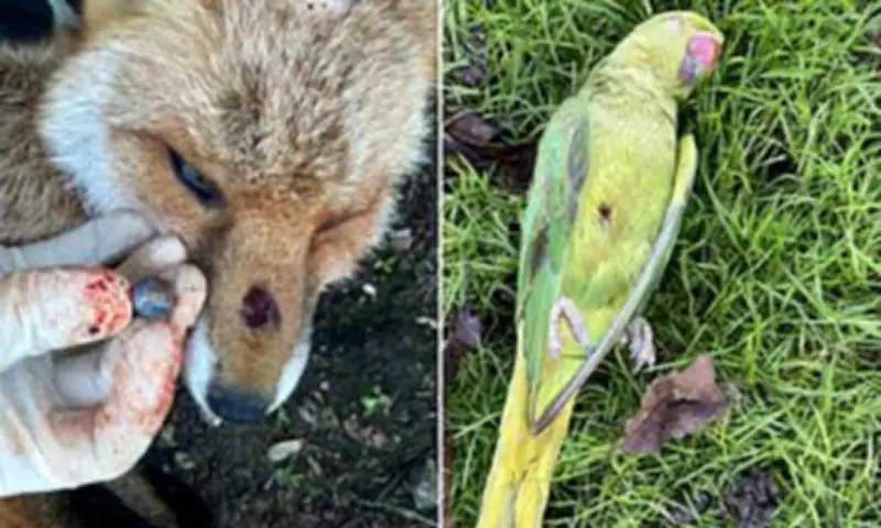 Teen Catapult Trend Kills Ducks, Spurs National Wildlife Crime Alert