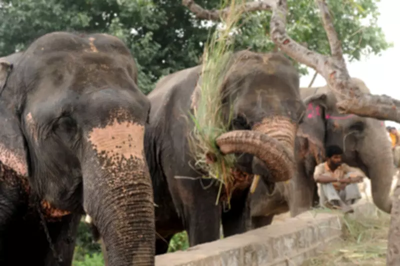Teenager Killed in Sudden Elephant Attack in Southern India's Karnataka State