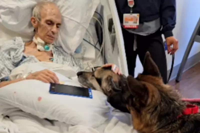Terminally Ill Man's Final Farewell to German Shepherds Moves Hospital Staff to Tears