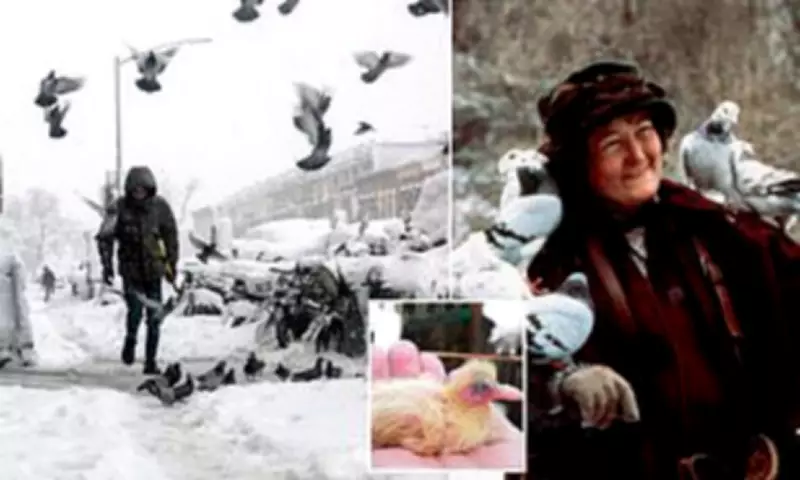 The Mystery of Missing Baby Pigeons: Why Urban Dwellers Never See Them